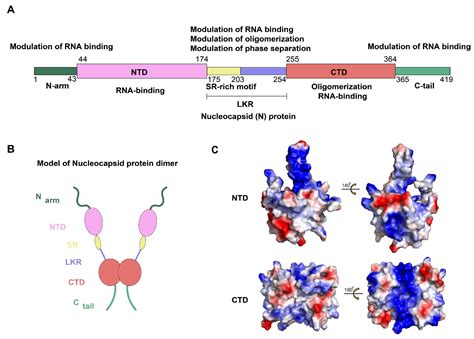 viruses  full text  sars   nucleocapsid protein