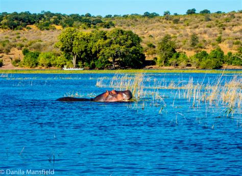 Chobe National Park Botswana Notdunroamin Travel Blog