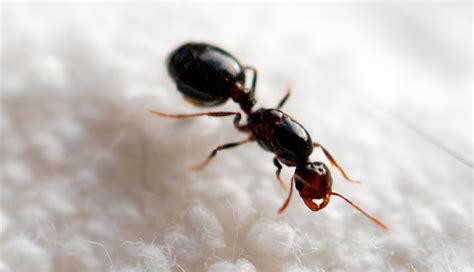 queen ant   wild  ants