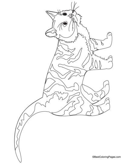 awesome photograph calico cat coloring page differences