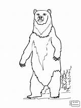 Grizzly Bear Step Drawing Getdrawings Kids Alaskan sketch template