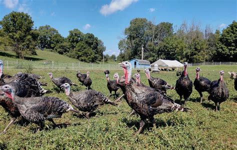 Gobble Up Locally Raised Turkey For Thanksgiving
