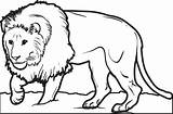 Lion Coloring Pages Printable Baby Drawing Print Male Colouring Kids Family Sheet Sheets Animals Crown Colorings Color Getdrawings Realistic Cub sketch template