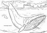 Blauwal Malvorlage Wale Ausmalbild Ausmalbilder Tiere Coloringbay sketch template