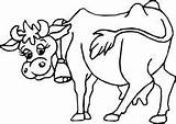Coloring Cow Pages Templates sketch template