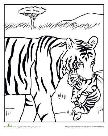 lion  tiger colouring pages richard mcnarys coloring pages
