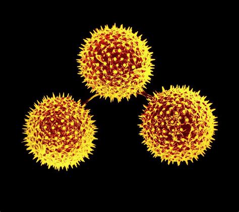 pollen grains  common mallow photograph  dr jeremy burgessscience