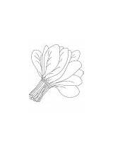Spinach Coloring Leaves Bunch sketch template