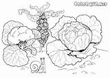 Coloring Vegetables Pages Cabbage Carrot Plants Colorator sketch template