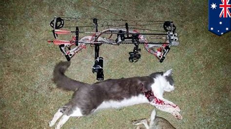 cat busters post   dead cats  facebook warning pet owners   cats indoors