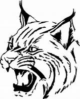 Bobcat Lynx Wildcat Arrabbiato Mammal Slocum Wild Wolf Disegno Transparent Colorare Designlooter Clipground Webstockreview Wajah Sketsa Kucing Donate Svgsilh Creazilla sketch template
