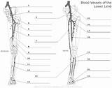 Lower Limb Coloring Blood Leg Anatomy Vessel Worksheet Printable Worksheets Worksheeto Muscles Human Via Unlabeled Pages Bones sketch template