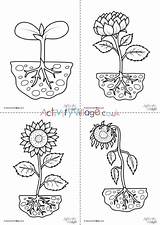 Sunflower Colouring Pages Cycle Life Set Plant Activity Lifecycle Sunflowers Village Explore sketch template