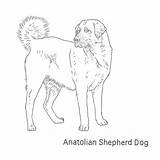 Shepherd Anatolian Dog Breeds List Dogbreedslist sketch template
