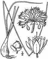Svg Allium Designlooter 2048 74kb  Original sketch template