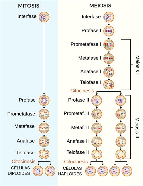 comparacion entre la mitosis  la meiosis labster theory
