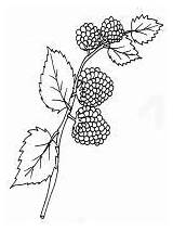 Blackberry Berries sketch template
