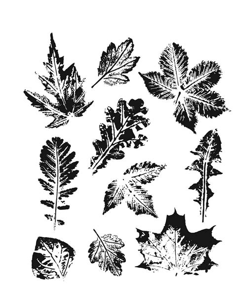 leaf prints  stamp cms