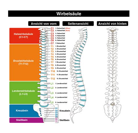 die wirbelsaeule anatomie funktion dr christopoulos