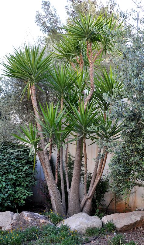 yucca plant palm trees landscaping yucca tree pool landscaping