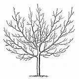 Tree Winter Trees Clip Leaves Drawing Without Coloring Clipart Pages Blossom Cherry Printable Swing Template Sketch Birch Vintage Graphics Line sketch template