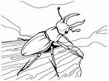 Printable Bugs Cliparts Clipart Bug Library Desierto Vaquita Colorear Del Para sketch template