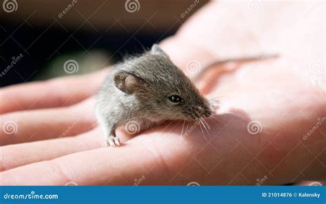 grey mouse stock photo image  sniff hairy glance