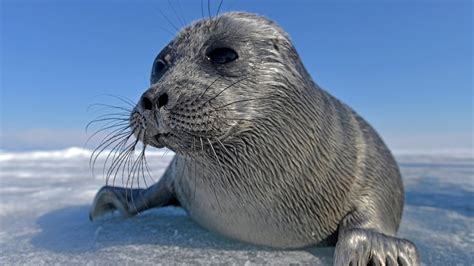 arktische tierwelt robben polarregionen natur planet wissen