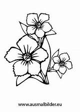 Ausmalbild Blumen sketch template