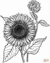 Coloring Sunflower Pages Printable Blooming Drawing Supercoloring sketch template