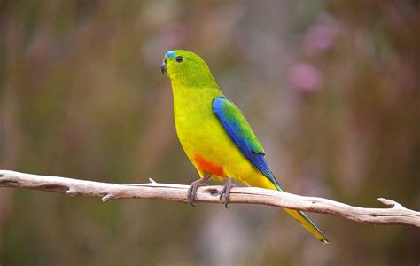 endangered orange bellied parrots released  wild australian geographic