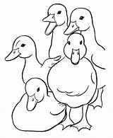 Coloring Duck Pages Ducks Kids Printable Easter Baby Family Print Cartoon Sheet Ducklings Quaking Sheets Clipart Quacking Cliparts Way Make sketch template