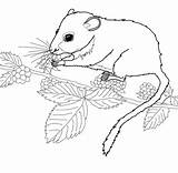 Dormouse Coloring Eating Berries Meadow Pages Dormice Printable Mouse Drawings Mice House Color sketch template