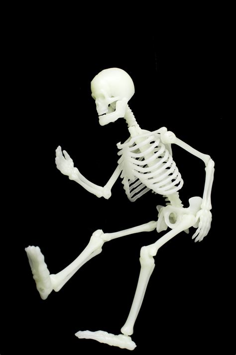 stock photo  human skeleton freeimageslive