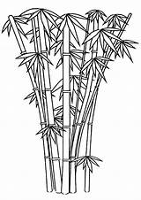 Bamboo Coloring Pages sketch template
