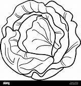 Cabbage Lettuce Lattuga Cavolo Nero Libro Colorear Frutas Vegetales Disegno Vegetale sketch template