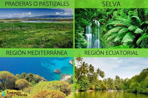top  regiones naturales del mundo flora  fauna anmbmx