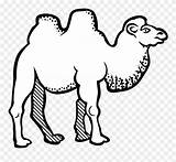 Camel Bactrian Clipart Line Drawing Coloring Pinclipart Colouring Arabic Letters sketch template