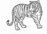 Tiger Coloring Pages Tigers Drawing Tooth Printable Outline Cute Kids Realistic Color Mandala Saber Print Detroit Cartoon Book Animal Popular sketch template