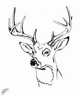 Deer Coloring Drawing Head Pages Easy Buck Elk Whitetail Step Color Drawings Draw Tail Getcolorings Getdrawings Paintingvalley Printable Antlers sketch template