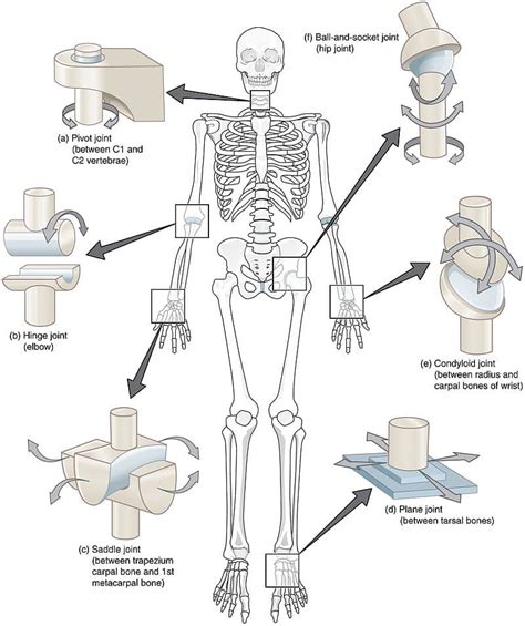 joints    synovial joint jennakruwmcgee