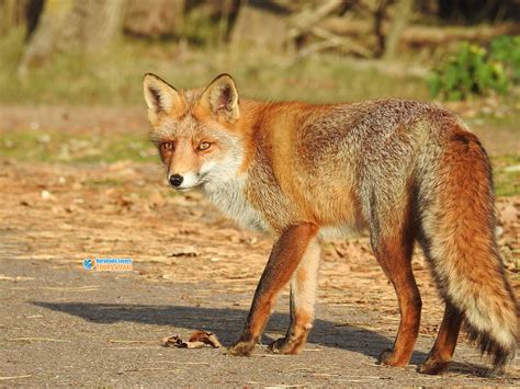 desert fox  egypt fennec fox facts habitat  biological
