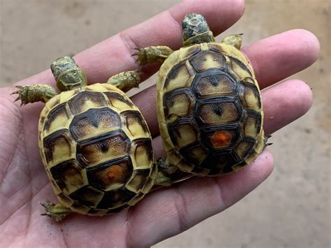 baby southern ibera greek tortoises  sale