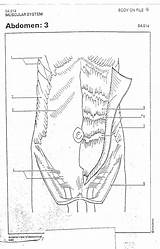 Abdomen 2310 Objectives sketch template