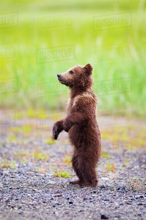 brown bear cub standing  lake clarke national parkalaska united