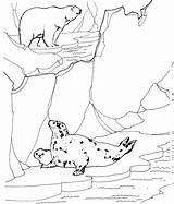 Bear Disegni Tundra Colorear Polare Polaire Orso Ours Ecosistema Seals Focas Foche Ringed Coloringhome Oso Cazando Caccia Chassant Phoques Dibujos sketch template