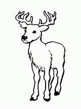 Coloring Deer Pages Tailed Print Color Popular Sheet Whitetail sketch template