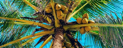 grow  coconut palm living color garden center