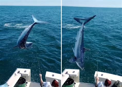 video hooked mako shark jumps  boat outdoor life