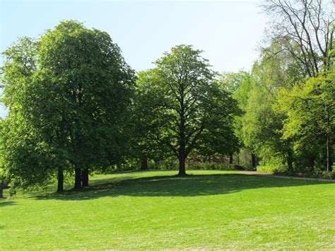 park trees  spring  photo  freeimages